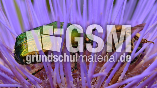 Goldglänzender Rosenkäfer (5).jpg